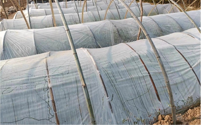 農(nóng)用大棚膜